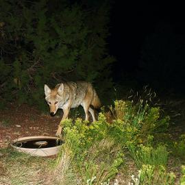 Critter Cam in the High Chaparral